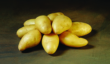 Exquisa Exquisa